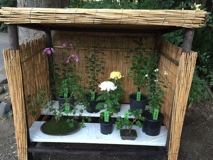 Chrysanthemum display